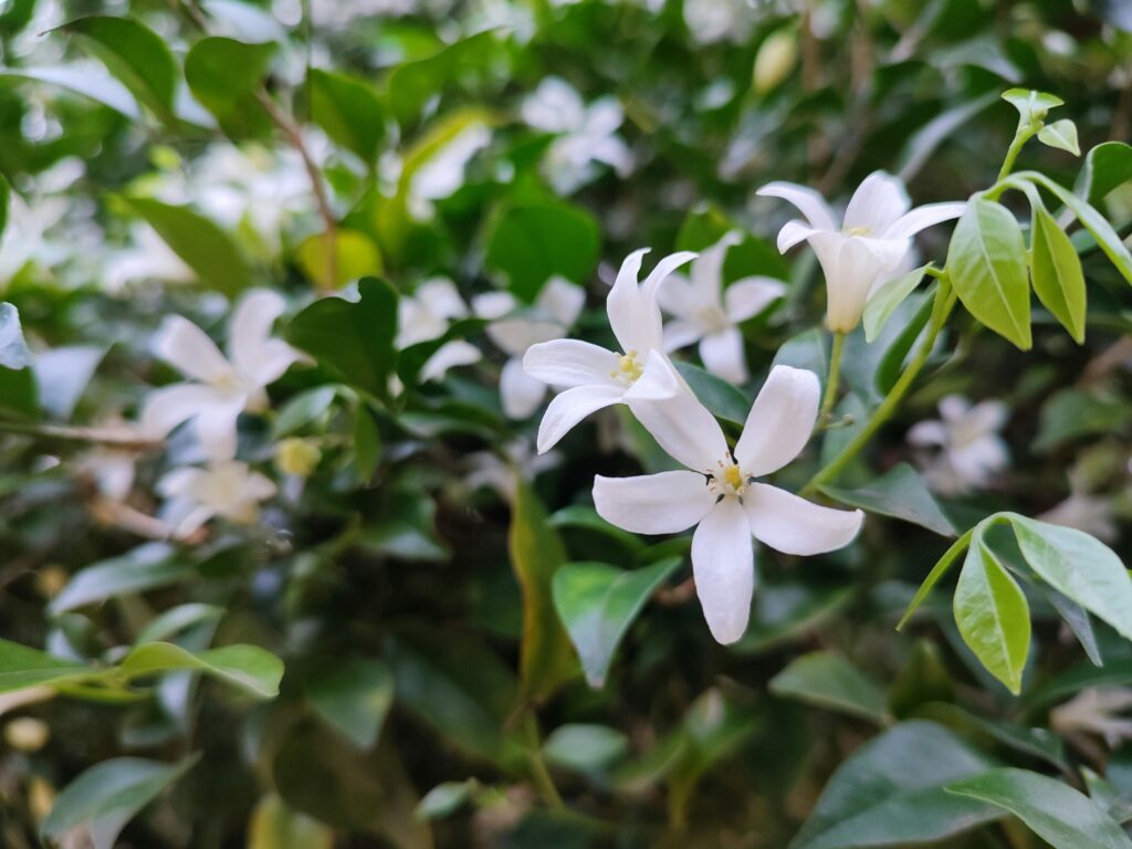 Jasmín a jasmínový vosk: Přírodní lifting, který nahradí i drahé kosmetické procedury